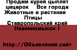 Продам курей цыплят,цицарок. - Все города Животные и растения » Птицы   . Ставропольский край,Невинномысск г.